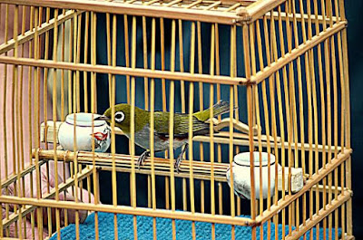gambar 2 sangkar kayu persegi