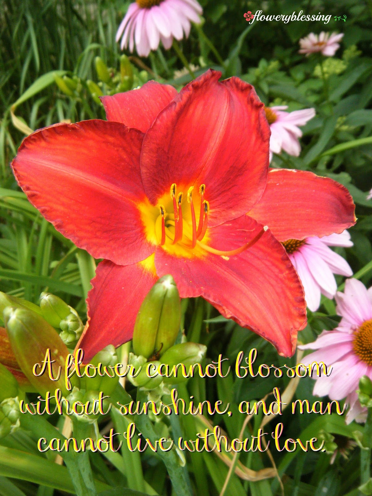 Flowery Blessing A flower cannot blossom without sunshine, and man