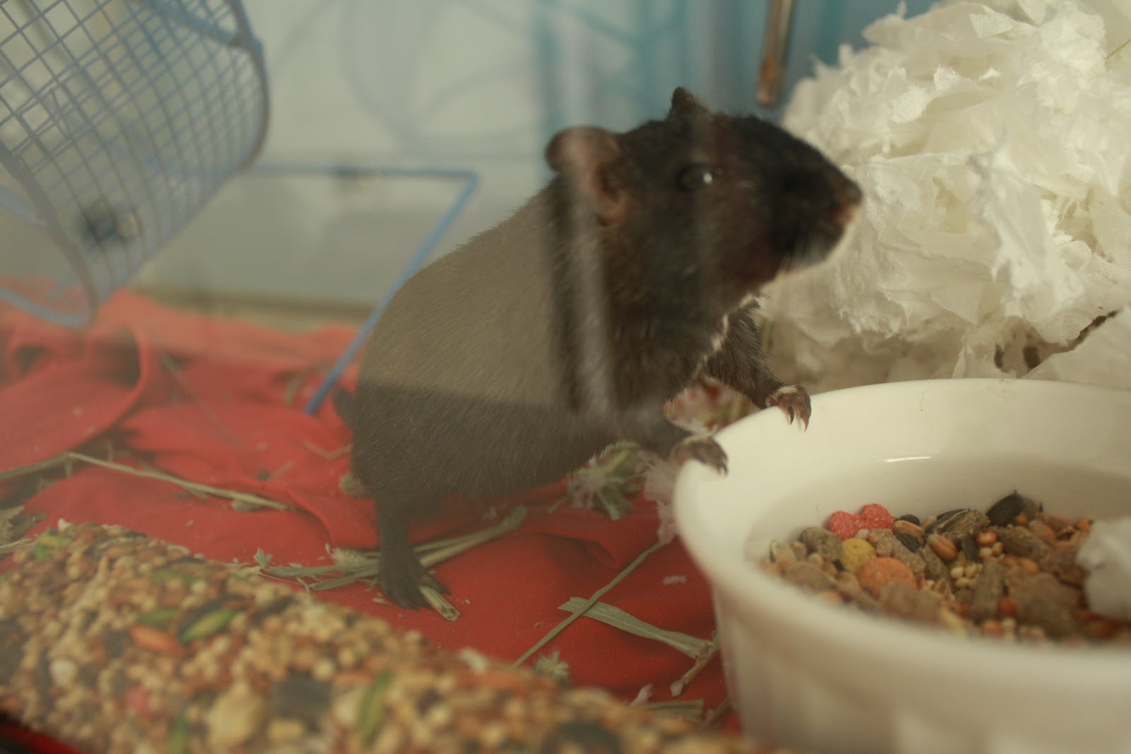 Living the Mommy Life! The Little Gerbil Who Lost Her Tail