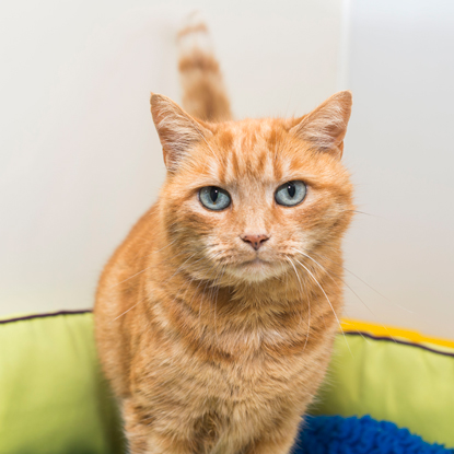 Meow! Blog | Cats Protection: Why do cats come in so many different