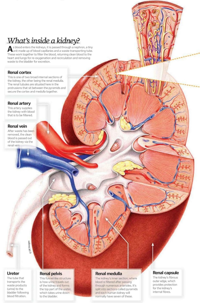 how-everything-works-curious-questions-how-do-kidneys-function