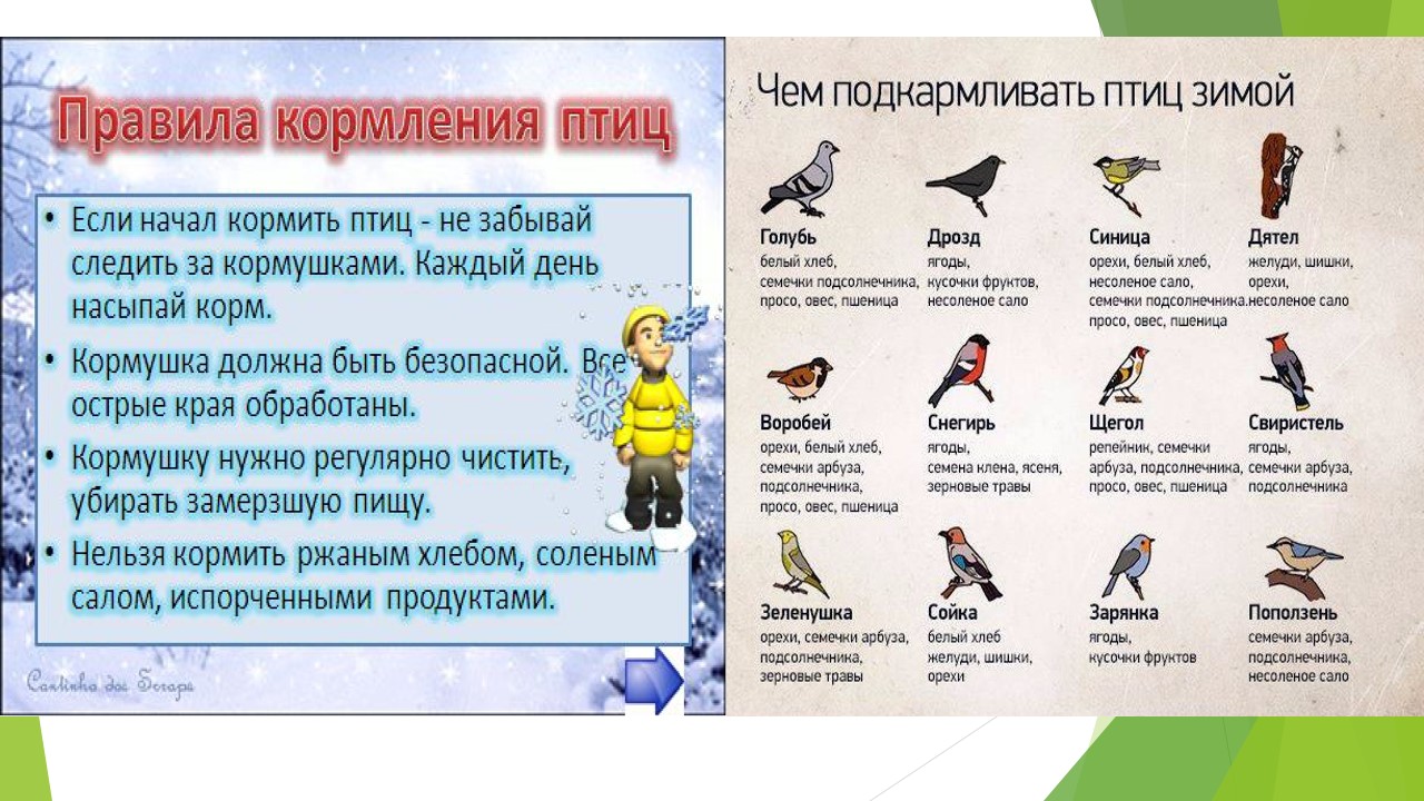 Чем кормить зимующих птиц. Корм для птиц зимой в кормушках. Чем подкармливать птиц зимой. Можно кормить птиц семечками подсолнечника. Чем нельзя кормить зимующих птиц.