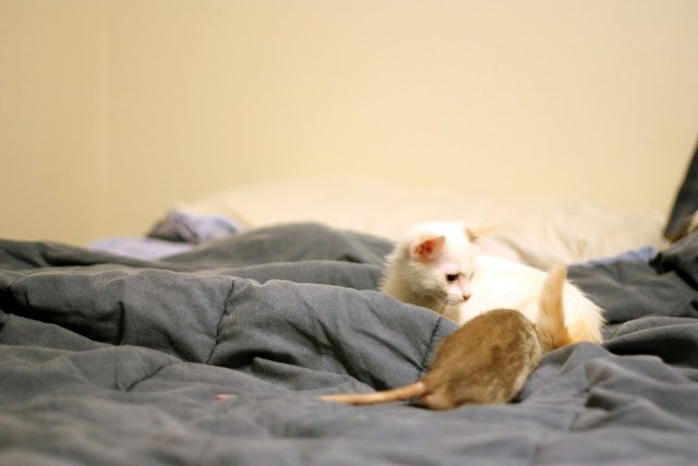 Kitten and rat are best friends, interspecies friends, rat and kitten, rat, kitten