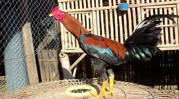 Ciparage Ayam Aduan Unggulan dari Indonesia