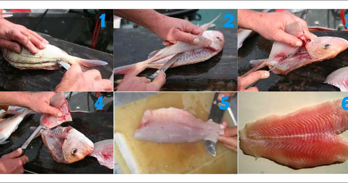Caibao Informasi untuk Supplier Fillet  Ikan 