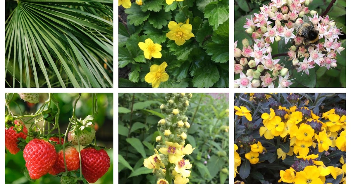 24 Best Rosliny Images Plants Garden Dream Garden