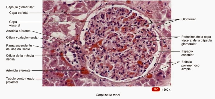 Imagenes Histologicas Pdf | ri 241 ones sistema urinario y sistema urogenital Imagenes Histologicas Pdf | ri 241 ones sistema urinario y sistema urogenital