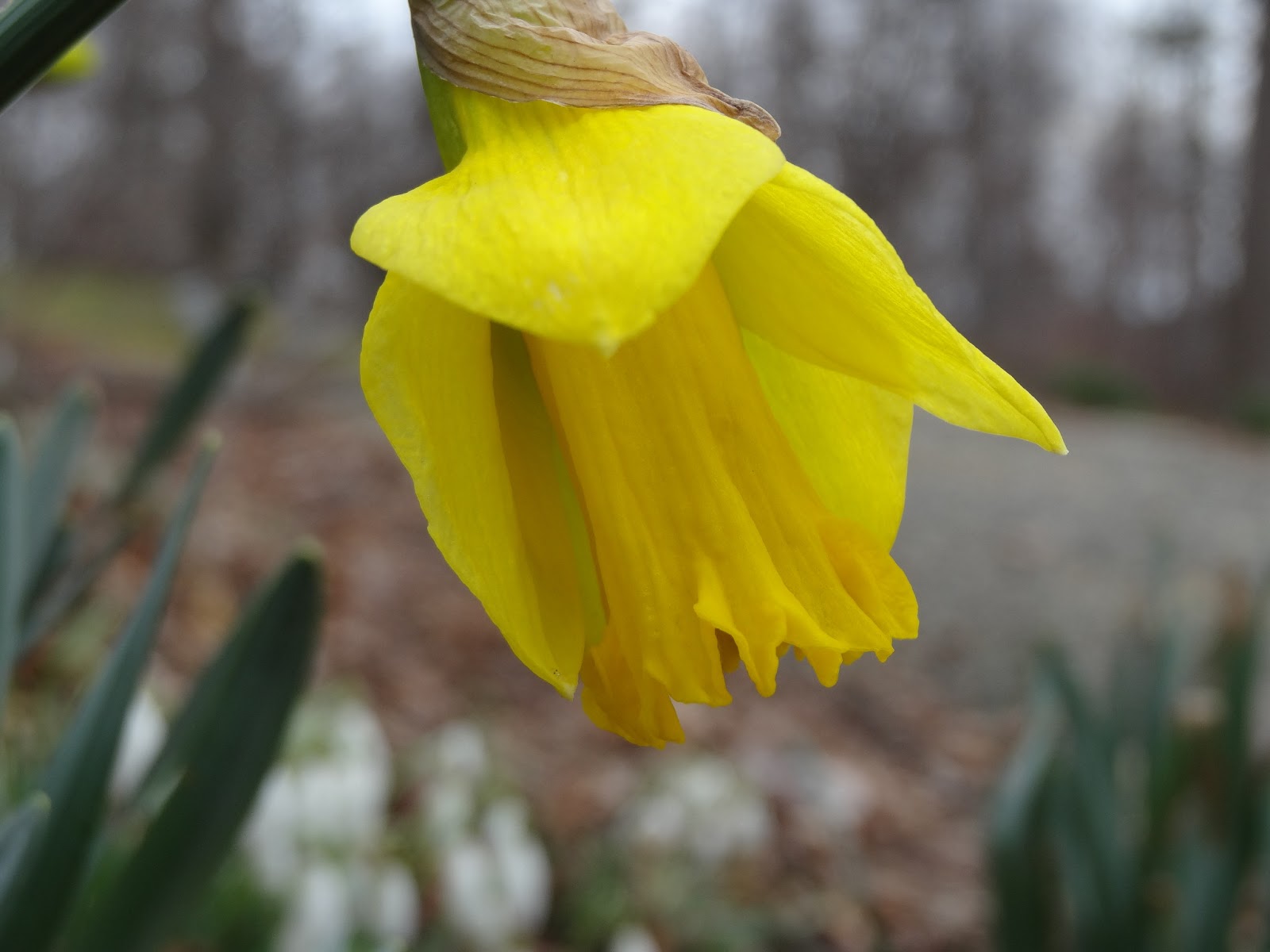 Love, Joy and Peas First Daffodil of the Year Photos & Haiku (Short Poem)