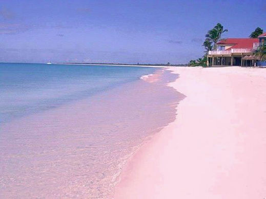 カリブ海にあるピンク色に輝くビーチ 幻想的 ピンクサンドビーチ N ミライノシテン