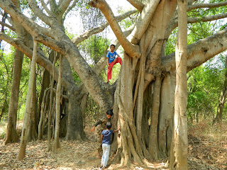 hundred years old banyan tree.