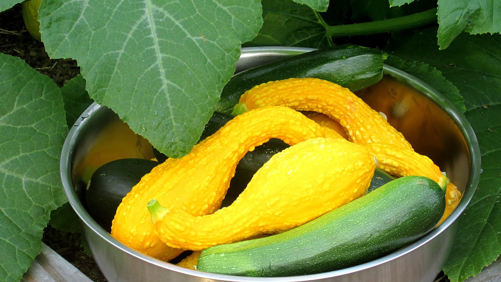 Cucurbita Yellow Squash Seeds Squash Choices