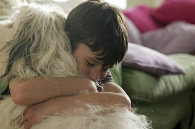 Psicólogo sugere que você não abrace mais o seu shih tzu