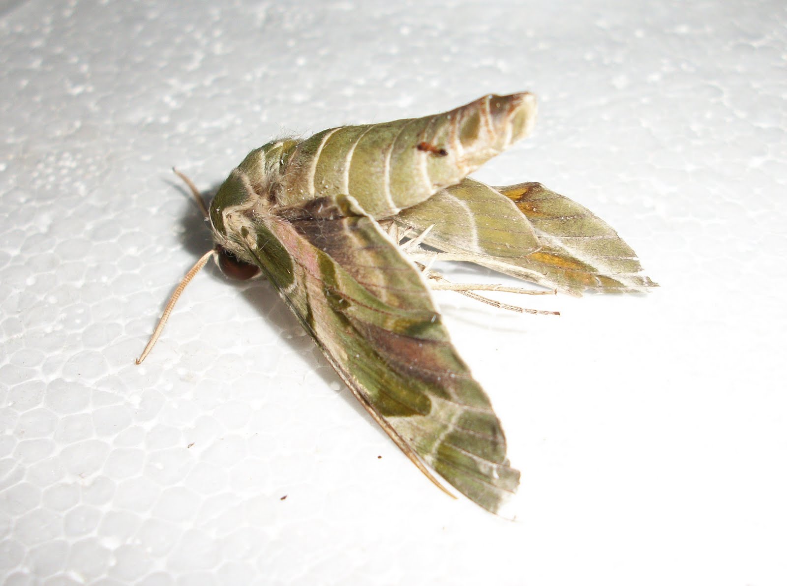 The Realm of Insecta (and other small organisms) Stepbystep of 'How