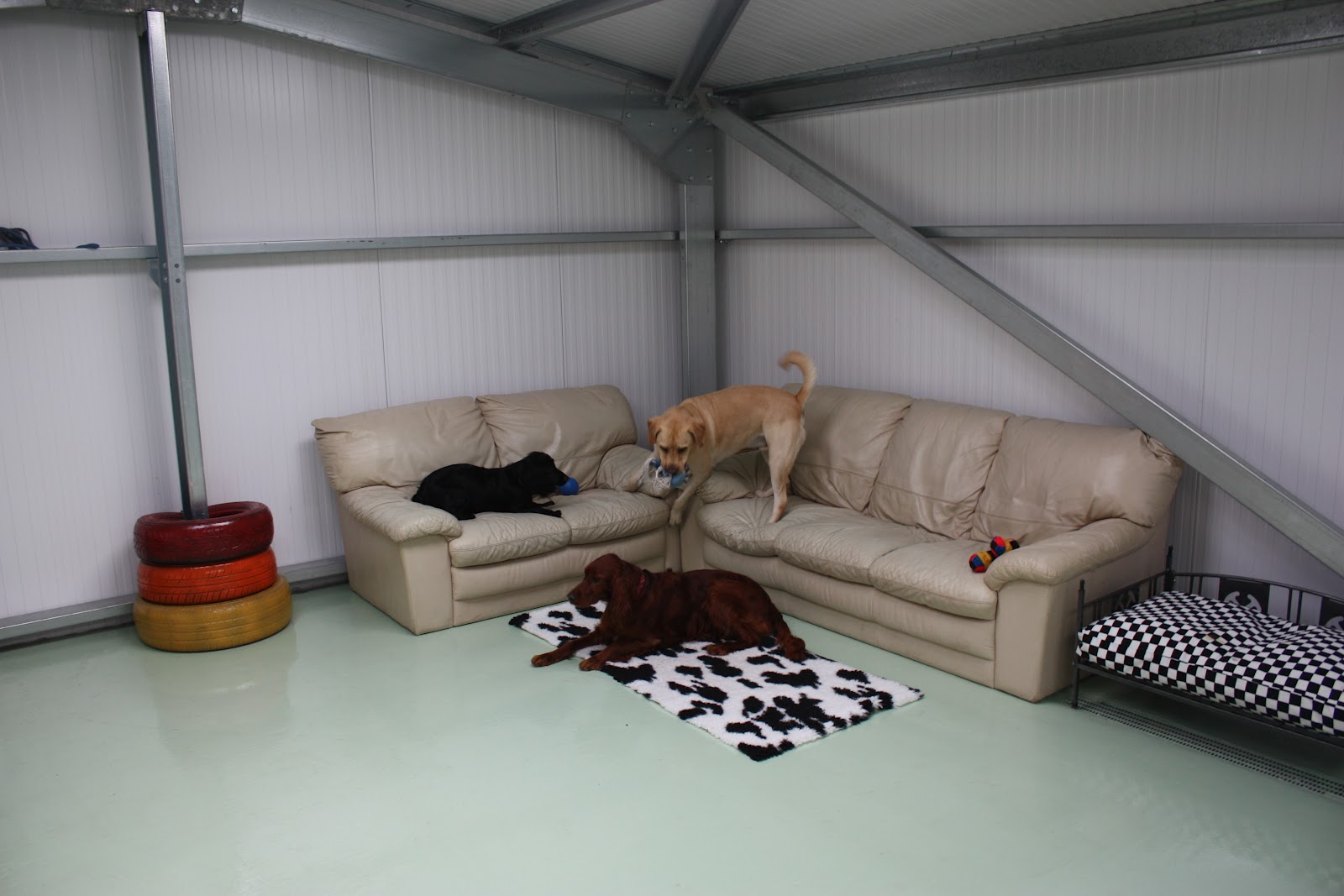 woodland-view-luxury-boarding-kennels-doggie-daycare-opening-10th