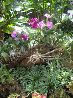 Hoa lan tại Thảo Cầm Viên 