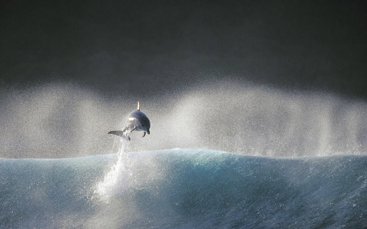 Fish Up in Air