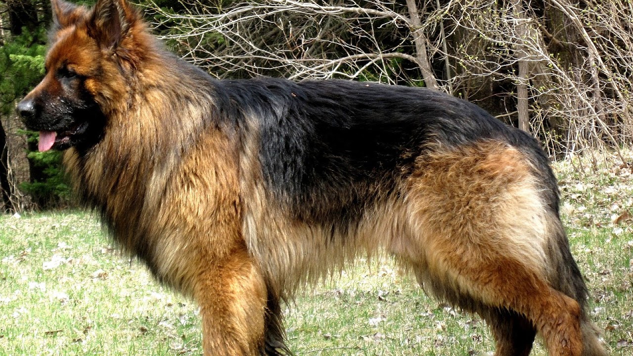 Short Haired German Shepherd For Sale German Choices