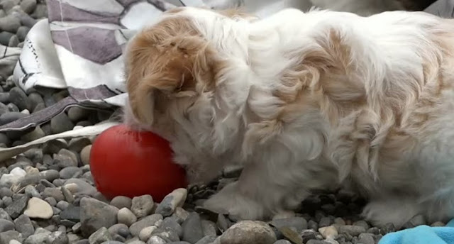 A importância do tomate para a alimentação do shih tzu