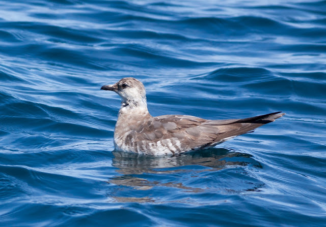 Long-tailed Skua, Scilly