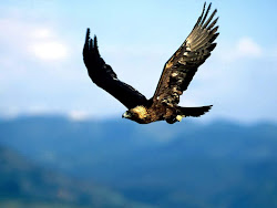 eagle golden bird mexico flying national swift extremely eagles flight hunting fly sources birds