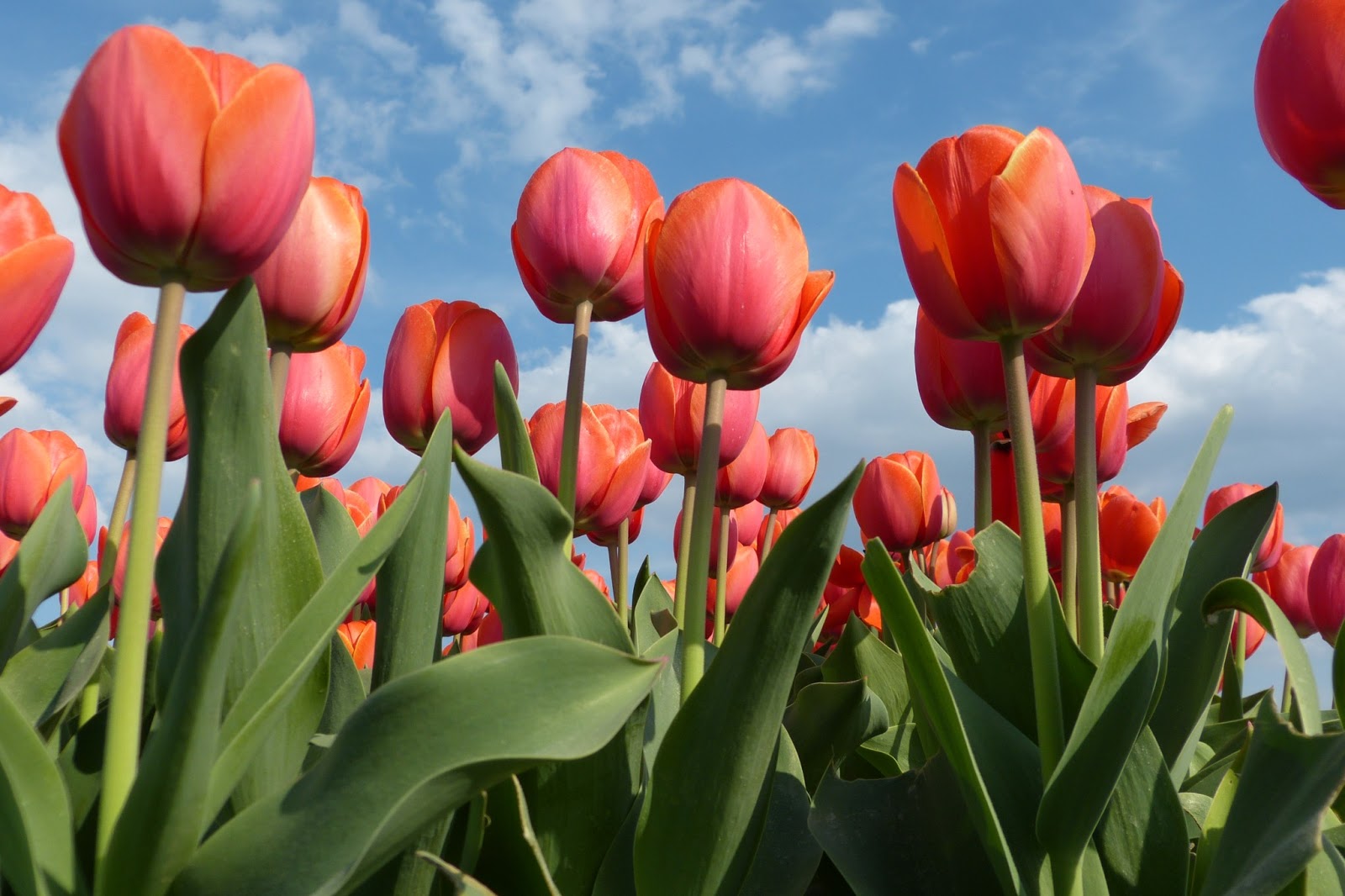 International Flowers: Campos de Tulipanes en Holanda