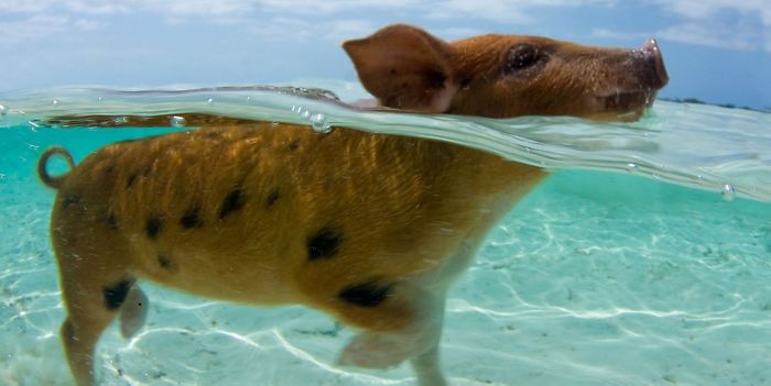 Bahamas Swimming Pigs Discovered Dead After Tourists Fed Them Alcohol
