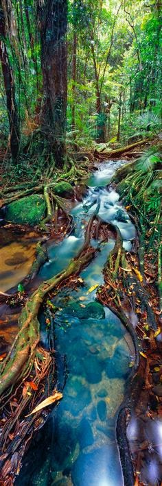 The Daintree, Queensland, Australia-10 Worlds Amazing And Beautiful Forests The Daintree, Queensland, Australia 10 Worlds Amazing And Beautiful Forests