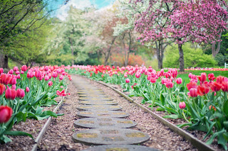 Camino floreado con tulipanes rosados y árboles en flor