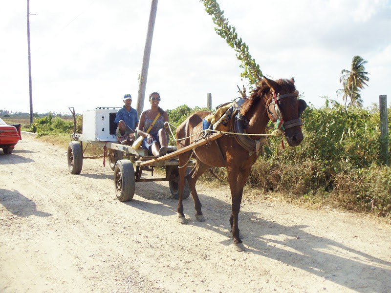 Guyana, meet Evanna. Donkey Cart