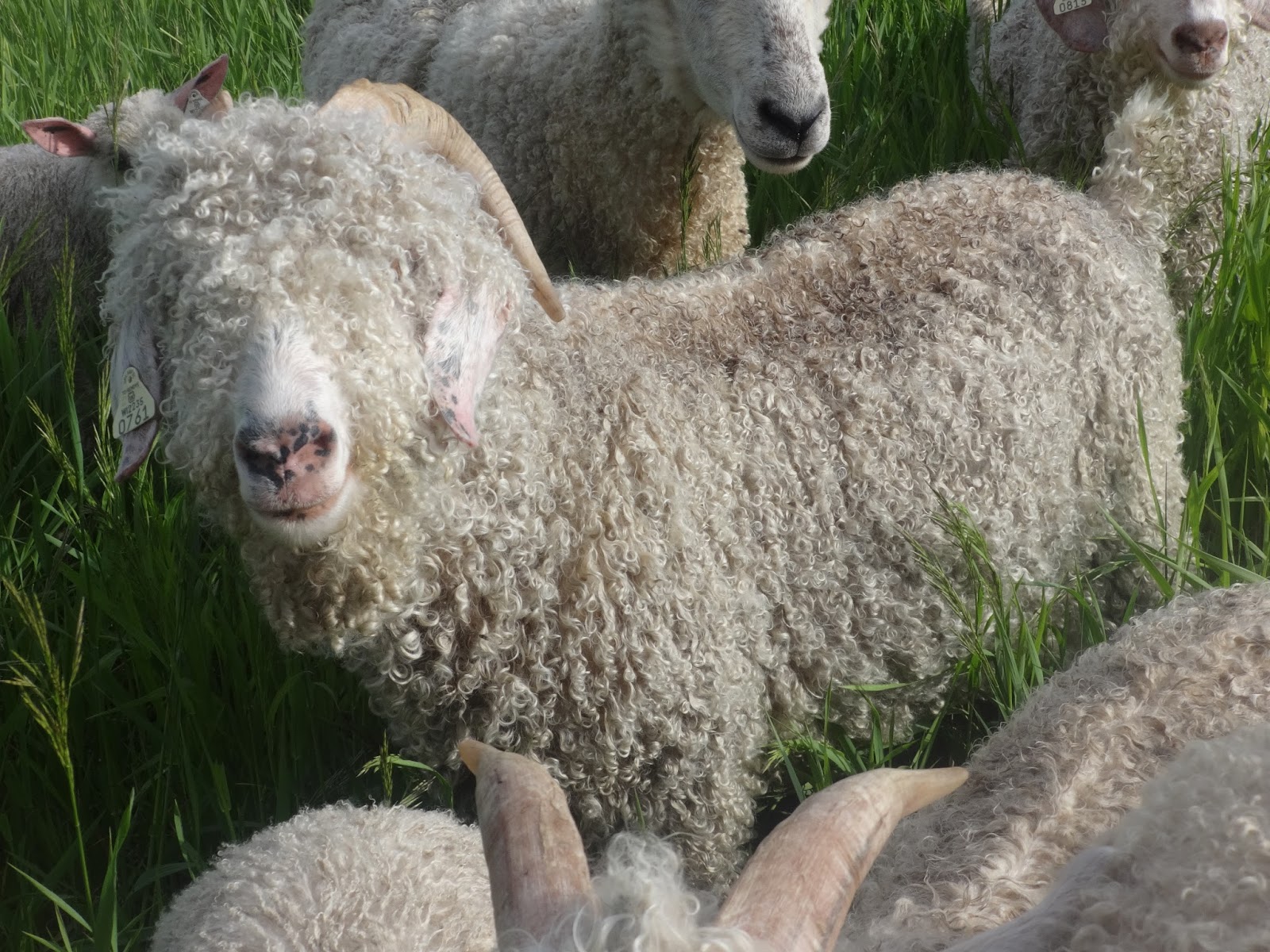 Psalm23Farm Angora Goats For Sale