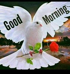 Good - Morning Good - Morning
