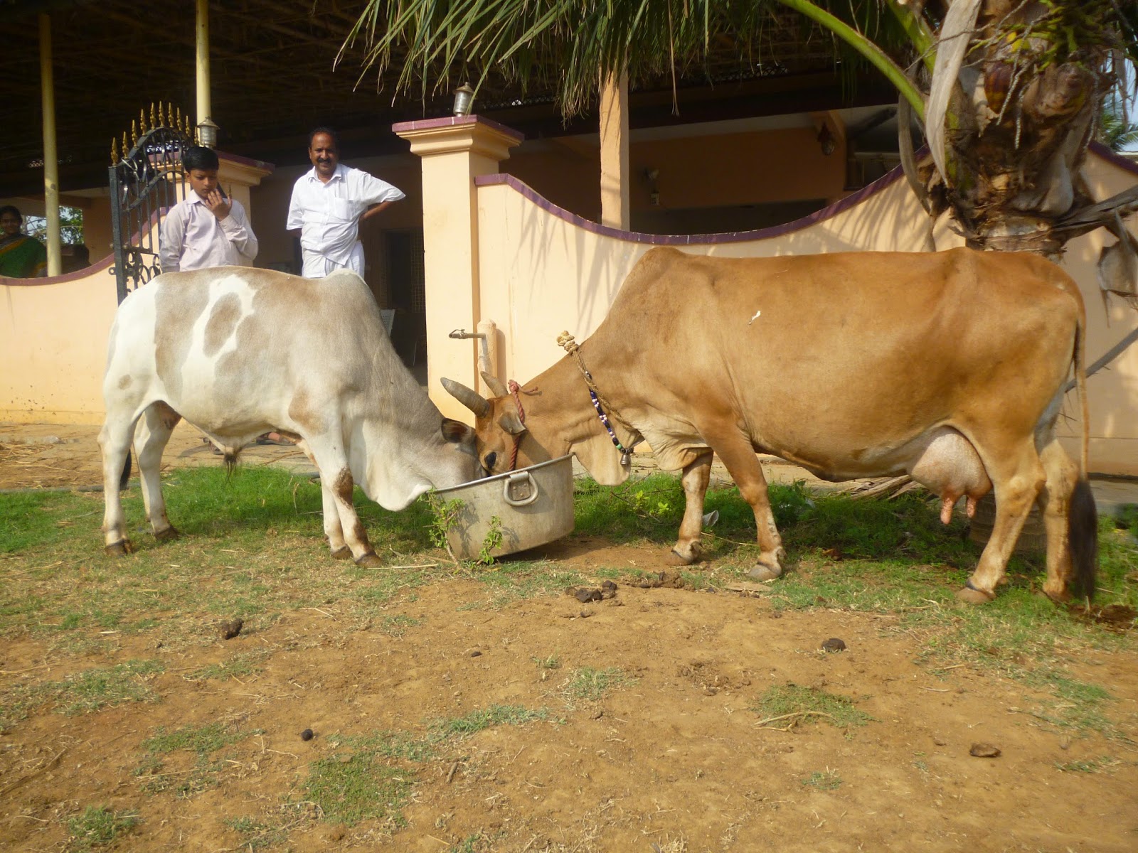 JanakiRama Gardens Punganur breed