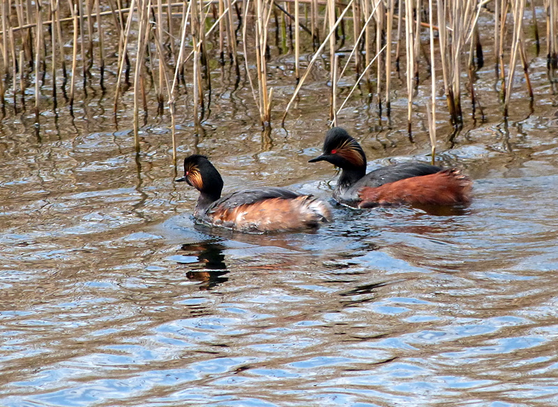 Birdbrain Swillington Ings