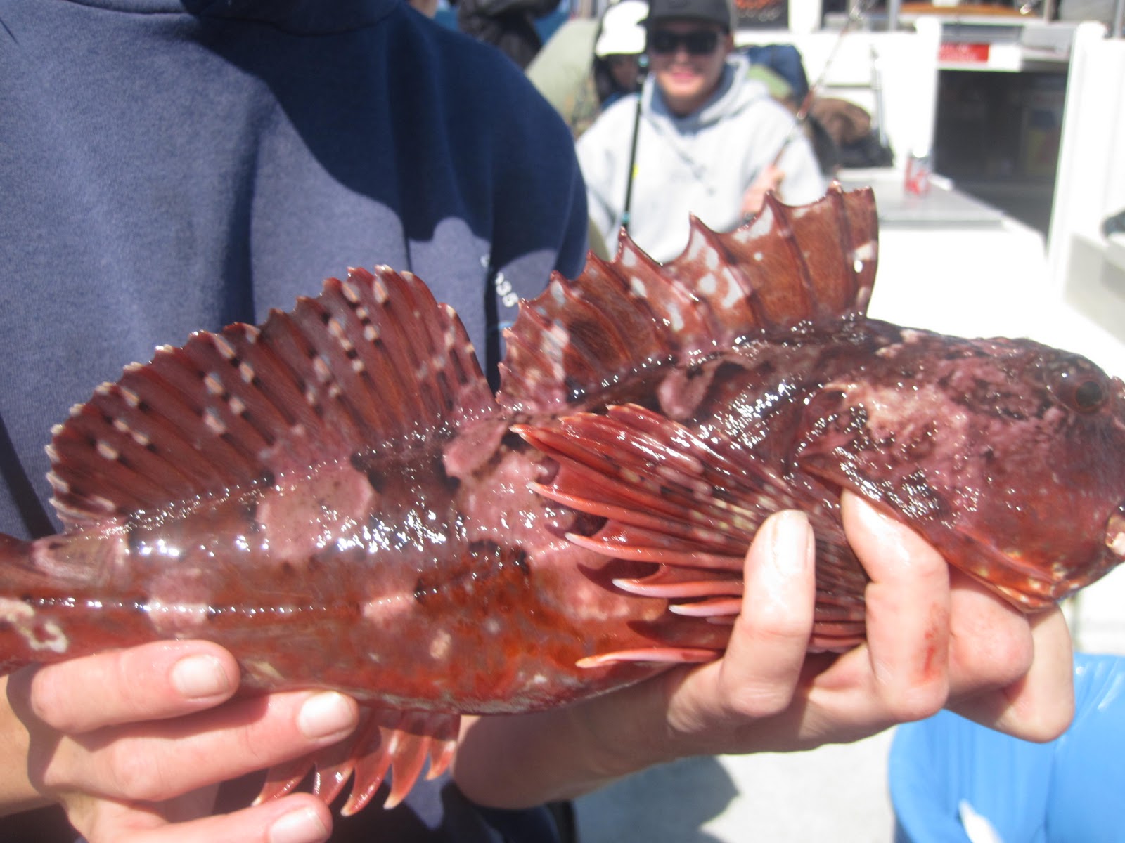 Food Between Friends Herb Encrusted Cabazon