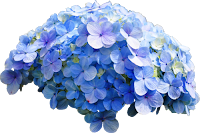 Hortênsia azul png