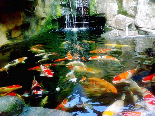 Cantiknya Koiku Mengenal Jenis Ikan Koi