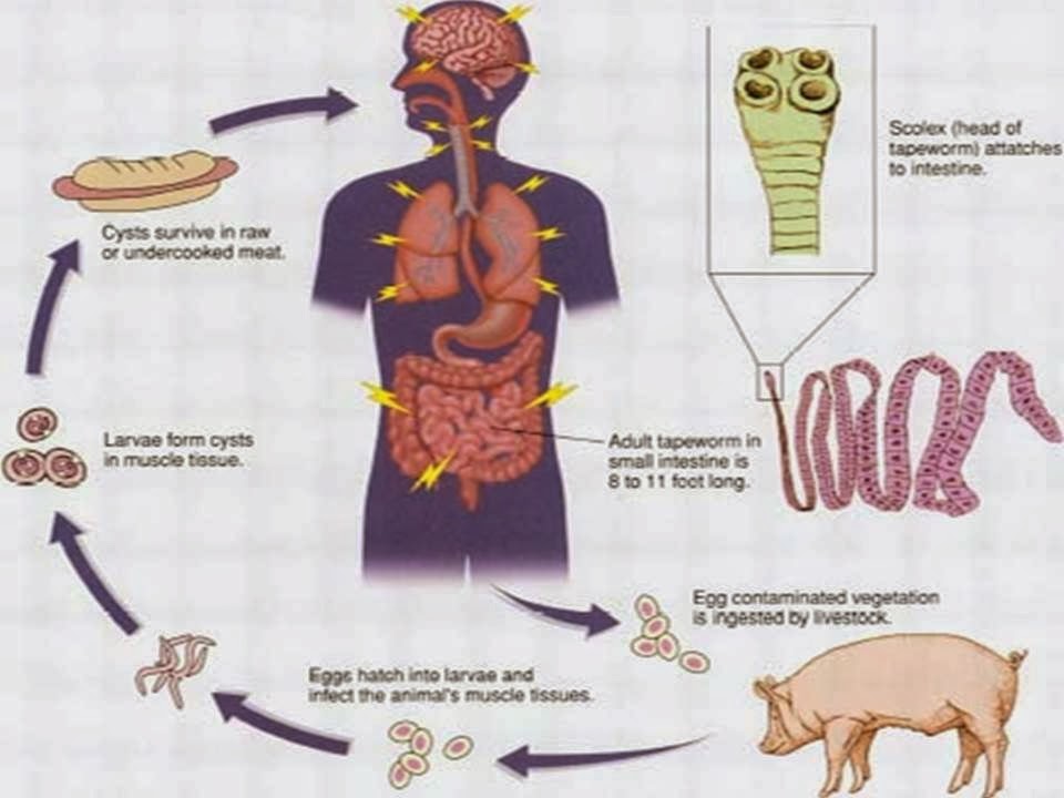 Wildlife Biology & Management Society PARASITIC TAPEWORMS AND