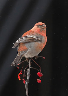 Bird of the Year 2019