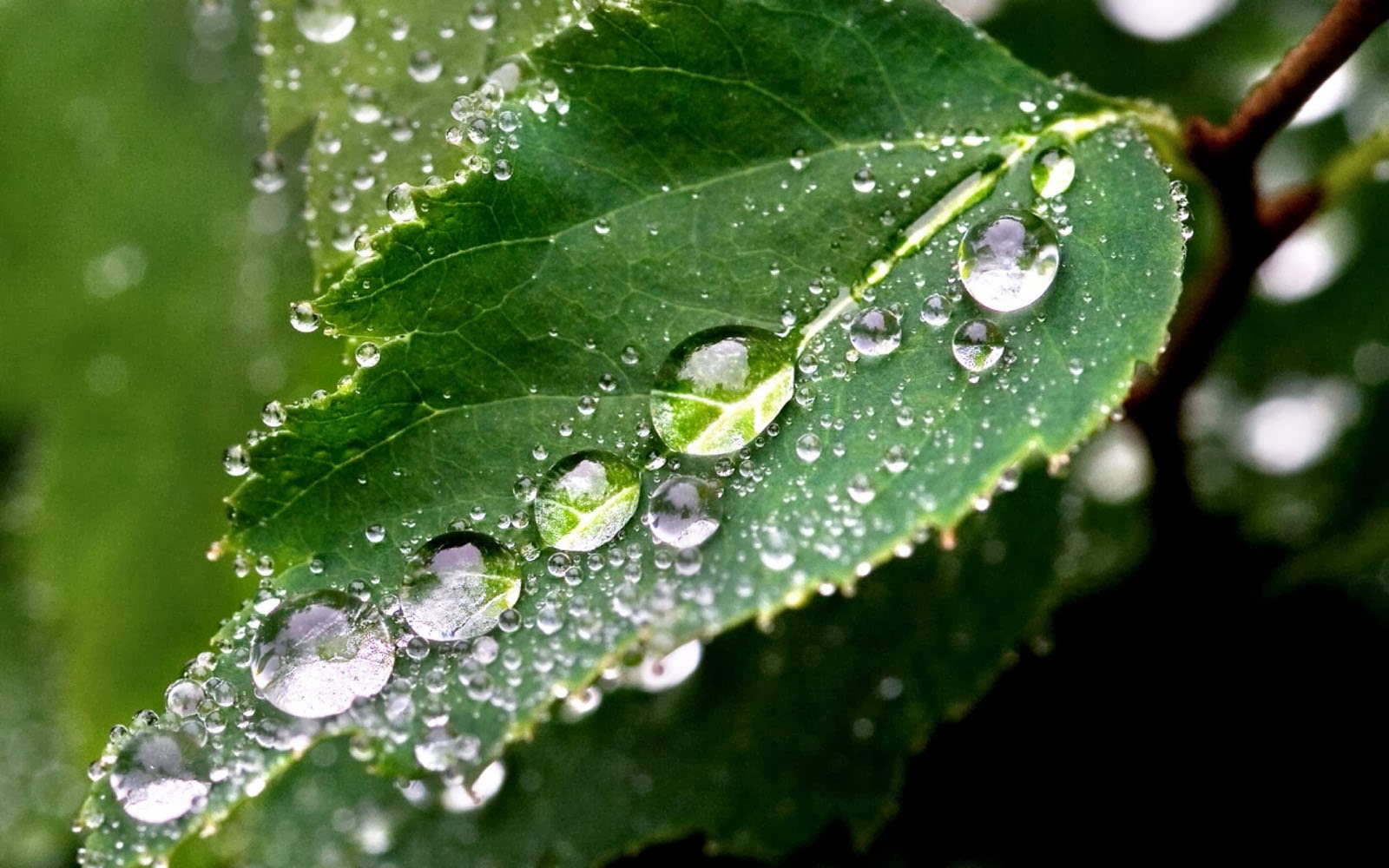 Rain Drops On A Leaf