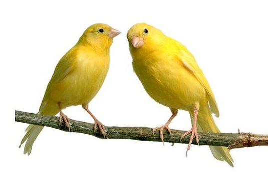 3 Cara Merawat Kenari Biar Cepat Gacor dengan Mudah Cara