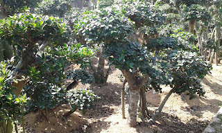 jual pohon bonsai beringin korea jual pohon bonsai