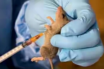 Lassa Fever Confirmed In Gombe, Plateau, Bauchi & Rivers