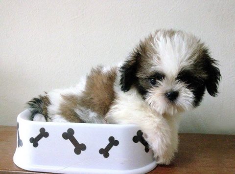 Meu Shih Tzu enjoa de ração - O que fazer?