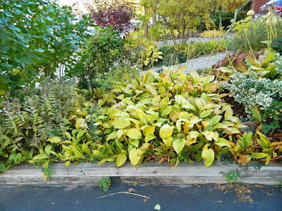 Yonge and Lawrence Front Yard Toronto Fall Cleanup before by Paul Jung Gardening Services--a Toronto Organic Gardening Company Yonge and Lawrence Front Yard Toronto Fall Cleanup before by Paul Jung Gardening Services--a Toronto Organic Gardening Company
