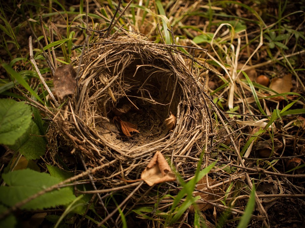 Гнездо рядом с домом. Капалухиного гнезда. Гнезда осенью. Гнездо домик. Гнездо в лесу.