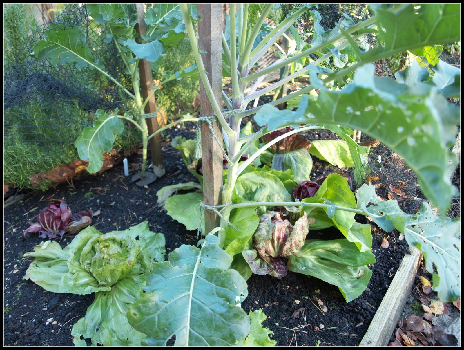 Mark's Veg Plot I do like a good stake!