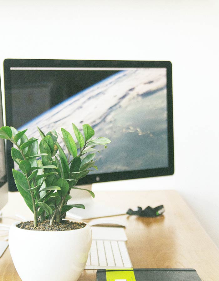 Zamioculca em vaso cerâmico branco na decoração de escritório. De baixa manutenção, a Zamioculca é a planta ornamental ideal para locais com pouca iluminação natural.
