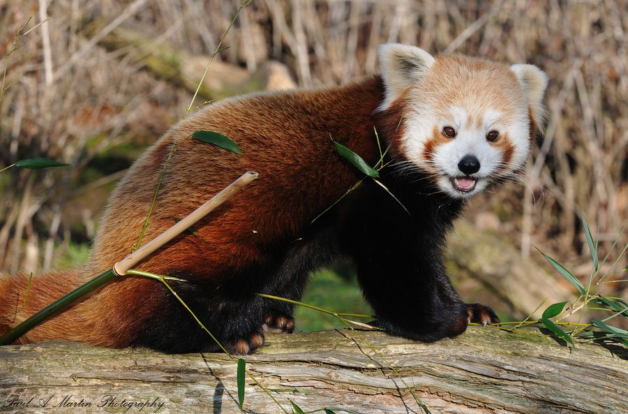 15. Red Panda by Paul Martin