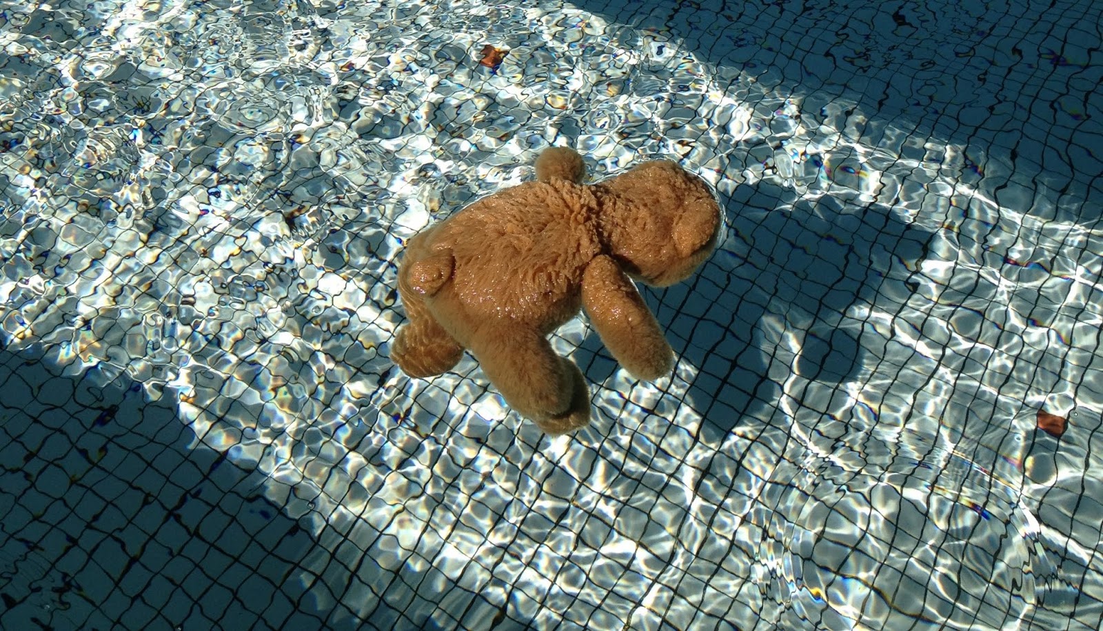 teddy bear woolworths
