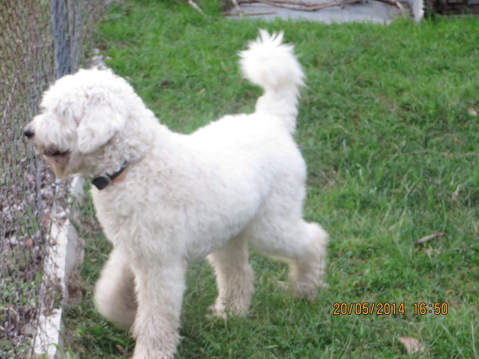 Tarry A Moment Groodles BIN 0001918151566 What is a Groodle, what